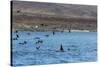 A Small Pod of Four or Five Killer Whales (Orcinus Orca) Feeding Amongst Frigatebirds-Michael Nolan-Stretched Canvas