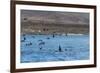 A Small Pod of Four or Five Killer Whales (Orcinus Orca) Feeding Amongst Frigatebirds-Michael Nolan-Framed Photographic Print