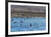 A Small Pod of Four or Five Killer Whales (Orcinus Orca) Feeding Amongst Frigatebirds-Michael Nolan-Framed Photographic Print