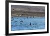 A Small Pod of Four or Five Killer Whales (Orcinus Orca) Feeding Amongst Frigatebirds-Michael Nolan-Framed Photographic Print