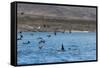 A Small Pod of Four or Five Killer Whales (Orcinus Orca) Feeding Amongst Frigatebirds-Michael Nolan-Framed Stretched Canvas