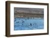 A Small Pod of Four or Five Killer Whales (Orcinus Orca) Feeding Amongst Frigatebirds-Michael Nolan-Framed Photographic Print