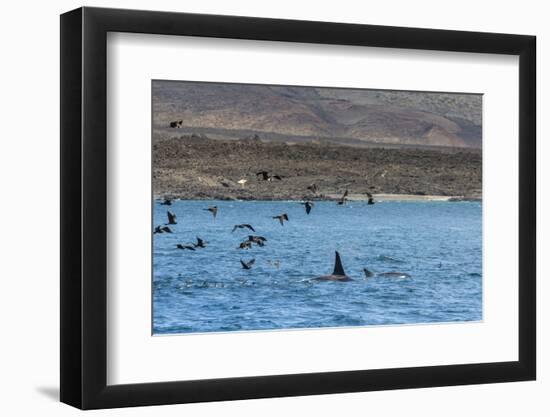 A Small Pod of Four or Five Killer Whales (Orcinus Orca) Feeding Amongst Frigatebirds-Michael Nolan-Framed Photographic Print