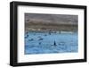 A Small Pod of Four or Five Killer Whales (Orcinus Orca) Feeding Amongst Frigatebirds-Michael Nolan-Framed Photographic Print