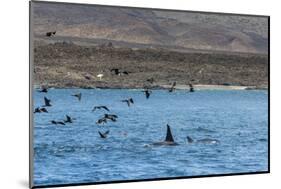 A Small Pod of Four or Five Killer Whales (Orcinus Orca) Feeding Amongst Frigatebirds-Michael Nolan-Mounted Photographic Print