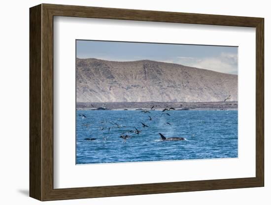 A Small Pod of Four or Five Killer Whales (Orcinus Orca) Feeding Amongst Frigatebirds-Michael Nolan-Framed Photographic Print