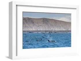 A Small Pod of Four or Five Killer Whales (Orcinus Orca) Feeding Amongst Frigatebirds-Michael Nolan-Framed Photographic Print