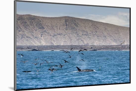 A Small Pod of Four or Five Killer Whales (Orcinus Orca) Feeding Amongst Frigatebirds-Michael Nolan-Mounted Photographic Print