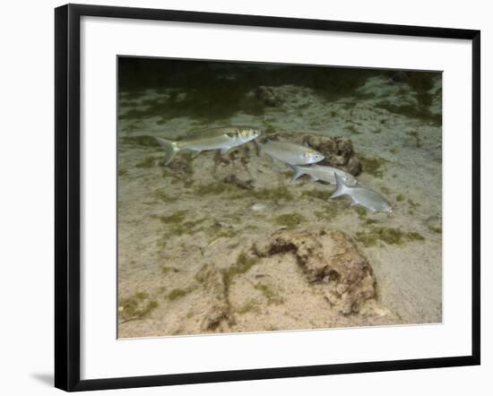A Small School of Grey Mullet Swim in Formation-Stocktrek Images-Framed Photographic Print