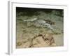 A Small School of Grey Mullet Swim in Formation-Stocktrek Images-Framed Photographic Print