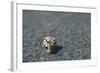 A Small Snail-Clive Nolan-Framed Photographic Print