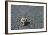 A Small Snail-Clive Nolan-Framed Photographic Print