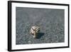 A Small Snail-Clive Nolan-Framed Photographic Print