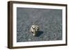 A Small Snail-Clive Nolan-Framed Photographic Print