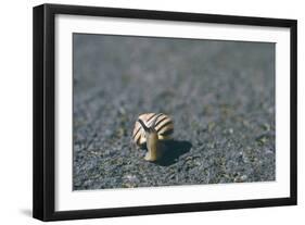 A Small Snail-Clive Nolan-Framed Photographic Print