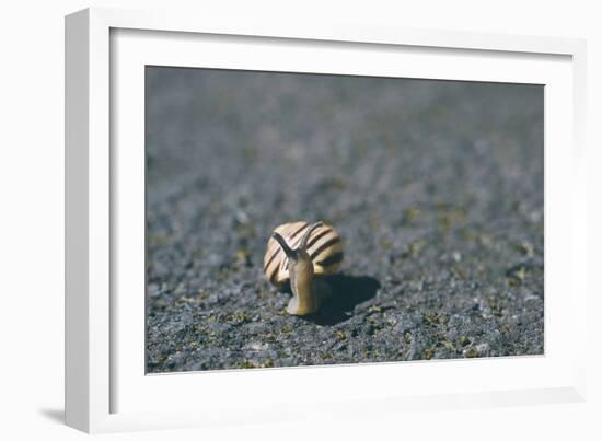 A Small Snail-Clive Nolan-Framed Photographic Print