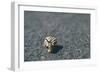 A Small Snail-Clive Nolan-Framed Photographic Print