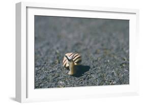 A Small Snail-Clive Nolan-Framed Photographic Print