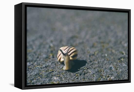 A Small Snail-Clive Nolan-Framed Stretched Canvas