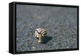 A Small Snail-Clive Nolan-Framed Stretched Canvas