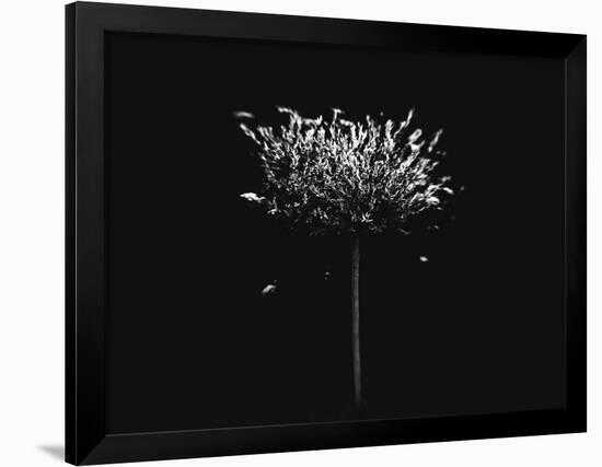 A Small Solitary Tree-Henriette Lund Mackey-Framed Photographic Print