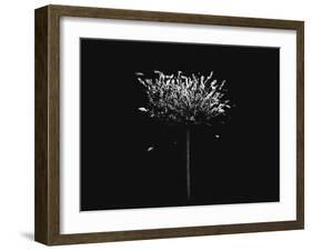 A Small Solitary Tree-Henriette Lund Mackey-Framed Photographic Print