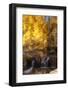 A Small Stream Cascades over a Rock Dam Amid Fall Aspens in the Sierra-John Alves-Framed Photographic Print