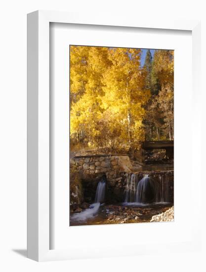 A Small Stream Cascades over a Rock Dam Amid Fall Aspens in the Sierra-John Alves-Framed Photographic Print