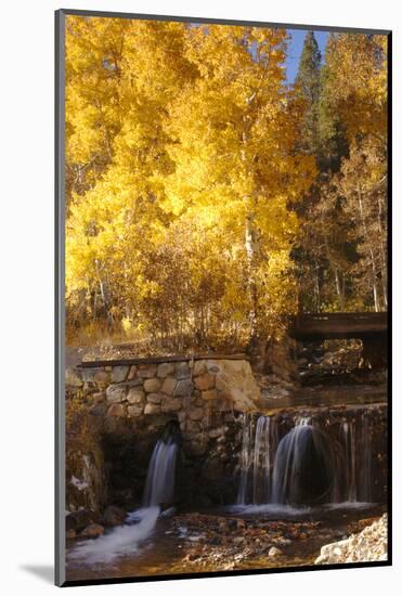 A Small Stream Cascades over a Rock Dam Amid Fall Aspens in the Sierra-John Alves-Mounted Photographic Print