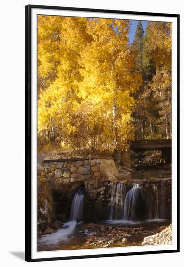 A Small Stream Cascades over a Rock Dam Amid Fall Aspens in the Sierra-John Alves-Framed Premium Photographic Print