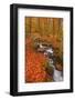 A Small Stream Running Through Charles Wood-Julian Elliott-Framed Photographic Print