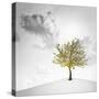 A Small Tree with Yellow Leaves on a White Background with Clouds-Luis Beltran-Stretched Canvas