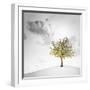 A Small Tree with Yellow Leaves on a White Background with Clouds-Luis Beltran-Framed Photographic Print