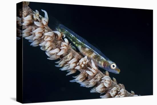 A Small Whip Coral Goby on its Host Coral-Stocktrek Images-Stretched Canvas