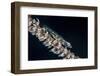 A Small Whip Coral Goby on its Host Coral-Stocktrek Images-Framed Photographic Print