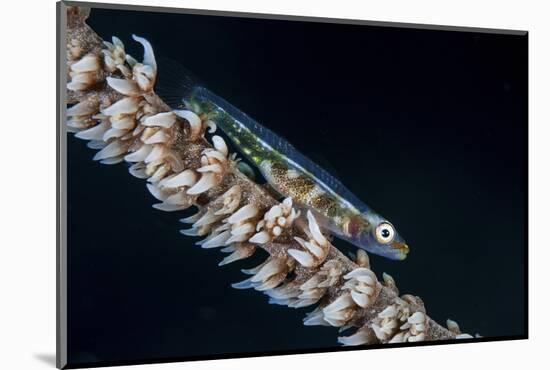 A Small Whip Coral Goby on its Host Coral-Stocktrek Images-Mounted Photographic Print