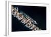 A Small Whip Coral Goby on its Host Coral-Stocktrek Images-Framed Photographic Print