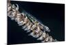 A Small Whip Coral Goby on its Host Coral-Stocktrek Images-Mounted Photographic Print