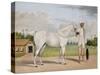 A Small White Stallion Standing with a Groom Holding a Chauri-Shaikh Muhammad Amir Of Karraya-Stretched Canvas