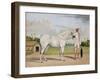 A Small White Stallion Standing with a Groom Holding a Chauri-Shaikh Muhammad Amir Of Karraya-Framed Giclee Print