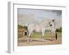 A Small White Stallion Standing with a Groom Holding a Chauri-Shaikh Muhammad Amir Of Karraya-Framed Giclee Print