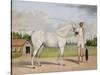A Small White Stallion Standing with a Groom Holding a Chauri-Shaikh Muhammad Amir Of Karraya-Stretched Canvas