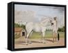A Small White Stallion Standing with a Groom Holding a Chauri-Shaikh Muhammad Amir Of Karraya-Framed Stretched Canvas