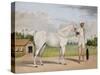 A Small White Stallion Standing with a Groom Holding a Chauri-Shaikh Muhammad Amir Of Karraya-Stretched Canvas