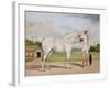 A Small White Stallion Standing with a Groom Holding a Chauri-Shaikh Muhammad Amir Of Karraya-Framed Giclee Print