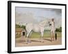 A Small White Stallion Standing with a Groom Holding a Chauri-Shaikh Muhammad Amir Of Karraya-Framed Giclee Print