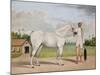 A Small White Stallion Standing with a Groom Holding a Chauri-Shaikh Muhammad Amir Of Karraya-Mounted Giclee Print