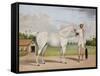 A Small White Stallion Standing with a Groom Holding a Chauri-Shaikh Muhammad Amir Of Karraya-Framed Stretched Canvas