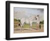 A Small White Stallion Standing with a Groom Holding a Chauri-Shaikh Muhammad Amir Of Karraya-Framed Giclee Print