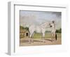 A Small White Stallion Standing with a Groom Holding a Chauri-Shaikh Muhammad Amir Of Karraya-Framed Giclee Print